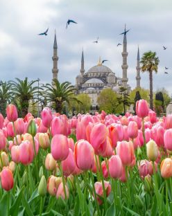 Фестивал на лалетата в Истанбул, Турция с автобус от София - 3 нощувки